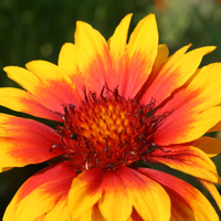 Gaillardia x grandiflora 