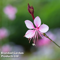 Gaura 