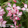 Gaura 