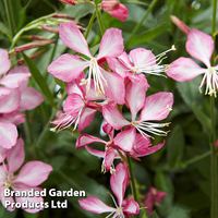 Gaura 