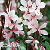 Gaura 