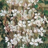 Gaura lindheimeri (Large Plant) - 2 gaura plants in 1 litre pots