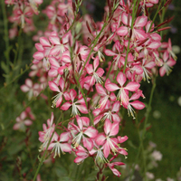 Gaura lindheimeri 