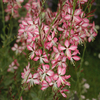 Gaura lindheimeri 