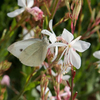 Gaura lindheimeri 