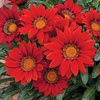 Gazania 