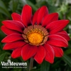 Gazania 