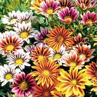 Gazania 