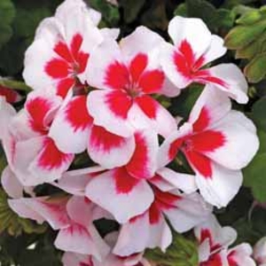 Geranium Americana White Splash - 10 plug plants