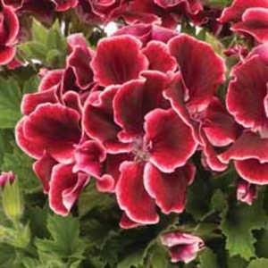 Geranium Aristo Red Beauty - 5 plug plants