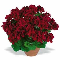Geranium Aristo Schoko (Aristocratic) - 3 plug plants
