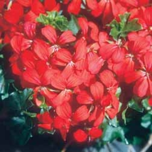 Geranium Decora Imperial - 10 plug plants
