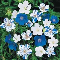 Geranium Hardy Blues - 6 bareroot plants