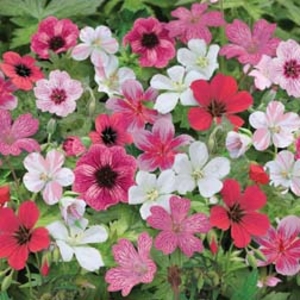 Geranium Red Passion Mix (Hardy) - 4 Bareroot plants