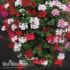 Geranium 