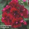 Geranium 