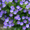 Geranium 