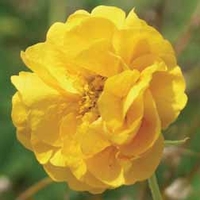 Geum 