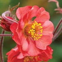 Geum 