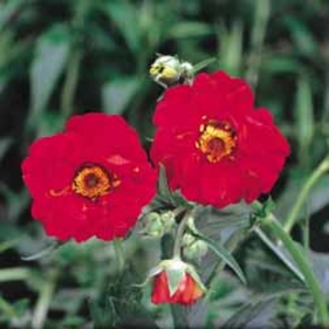Geum 