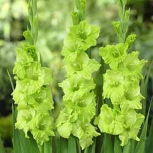 Gladiolus 