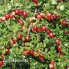 Gooseberry 