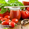 Grafted Tomato 