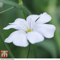 Gypsophila elegans 