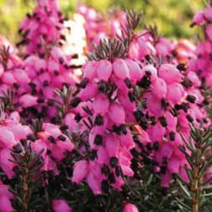 Heather Lucie - 1 plant in 8cm pot