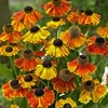 Helenium 