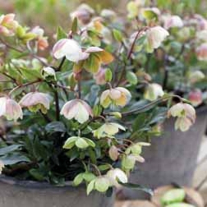 Hellebore Winter Bells - 1 plant in 5cm pot