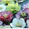 Hellebore 