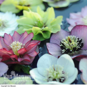 Hellebore 