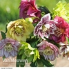 Hellebore 
