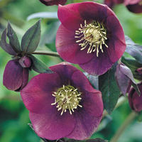 Hellebore 