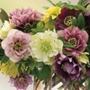 Helleborus Washfield Doubles - 3 bareroot plants
