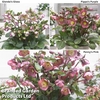 Helleborus Frostkiss Collection