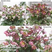Helleborus Frostkiss Collection