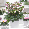 Helleborus 