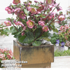 Helleborus 
