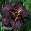 Hemerocallis 