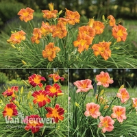 Hemerocallis 
