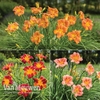 Hemerocallis 