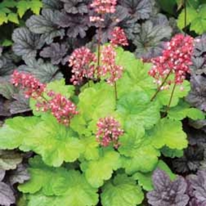 Heuchera Sweet Tart - 1 plug plant