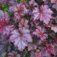 Heuchera 