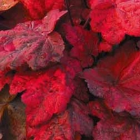 Heuchera 