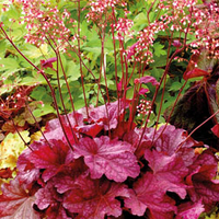 Heuchera 