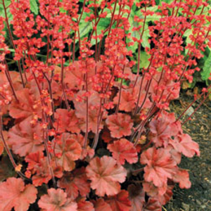 Heuchera 