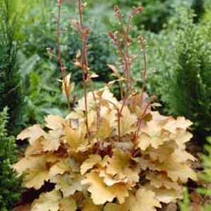 Heuchera 