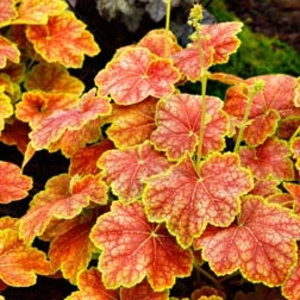 Heuchera 